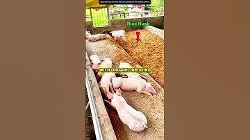 No Smell Pig Farm! Genius Organic Method Revealed! 🐷💡