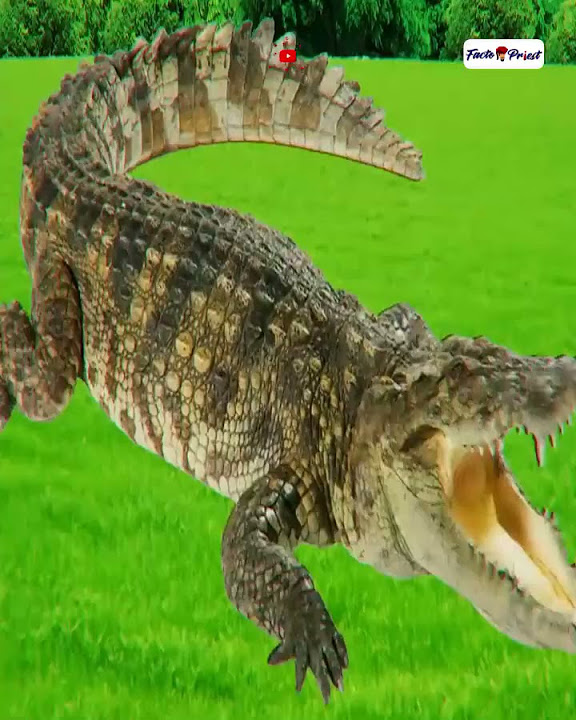 5 Weird & Amazing Facts about Crocodiles 🐊😱 #shorts - YouTube