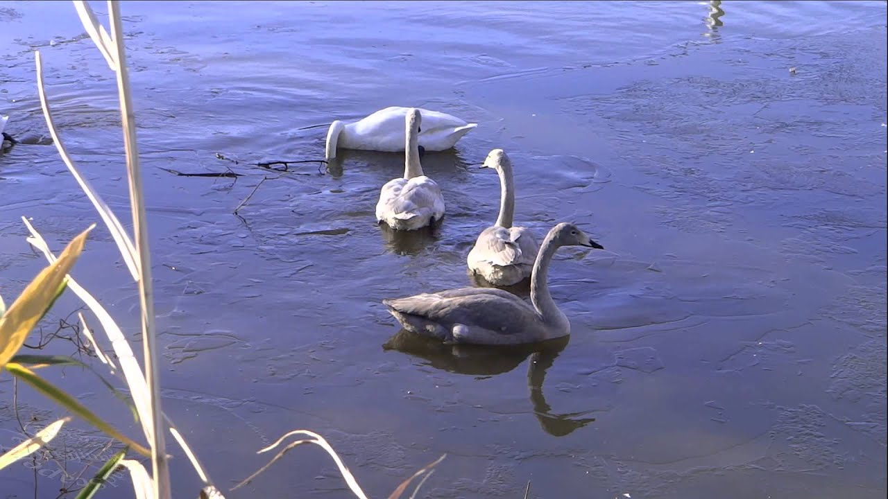 チャイコフスキー白鳥の湖より「情景」Tchaikovsky Swan Lake 