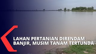 Puluhan Hektar Lahan Pertanian Terendam Banjir, Musim Tanam Padi Tertunda