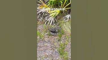 DANGEROUS snake in the trail!!!