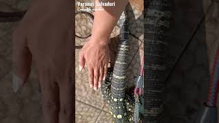 varanus salvadori