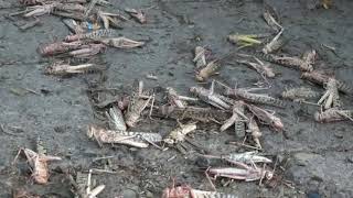 30 Jun, 2020 - Authorities deploy drones to contain crop-destroying locusts in India