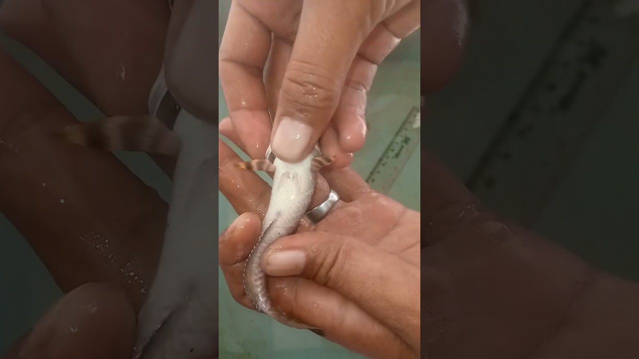 Budidaya ikan channa Blue Pulcra, milih bakal induk jantan dan betina