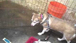 Small Fry: ADOPTED!