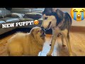 Husky Puppy Meets New Chow Chow Puppies For The First Time!! [CUTEST REACTION!]