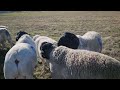 ВСЕ ПРОДАНЫ. Баранов Дорпер Австралийской генетики Кая. #dorper #дорпер #dorpersheep