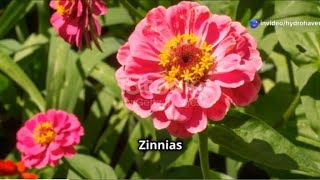 Zinnias How To Plant, Grow, And Care For Zinnia Flowers