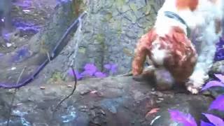 Dog Mep - Angels (Diary Of The Dogs)