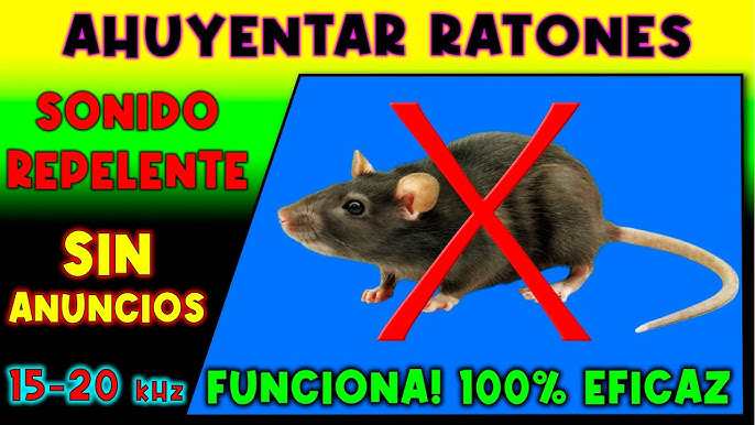 Cómo combatir ratas y ratones: guía completa