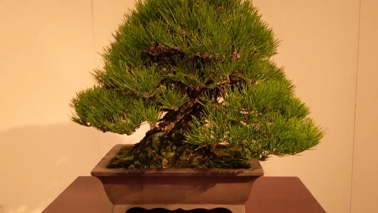 🌳#極#盆栽 #中品 #黒松#長寿梅 #第99回#2025年 #国風#盆栽展