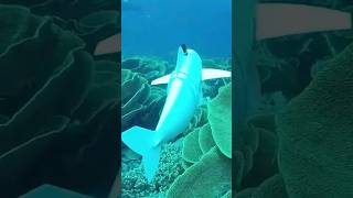 Data-collecting robot fish