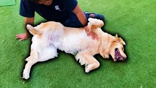 お腹を撫でられるのが気持ちいい事に気付いたレトリバー