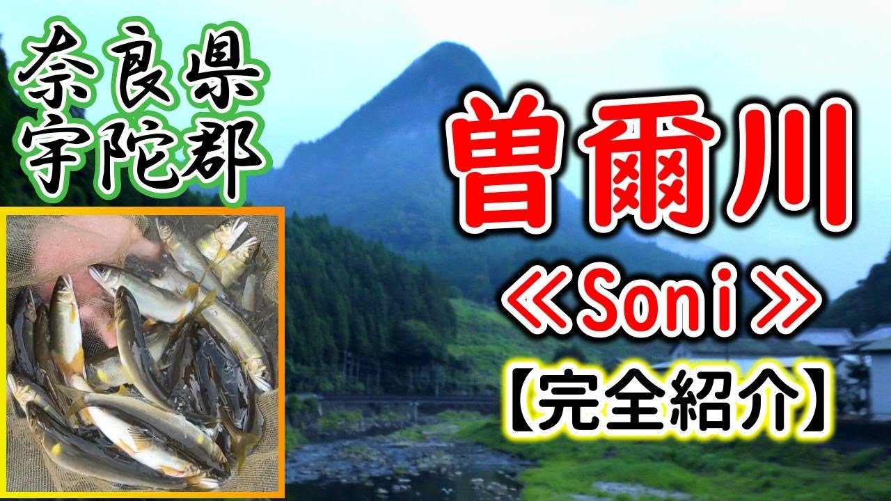 曽爾川って読める？（そに川）で琵琶湖産アユの入れ掛かりを楽しみました