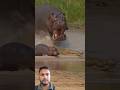 Mother Hippo 🦛 saved baby hippo from crocodile 🐊🐊