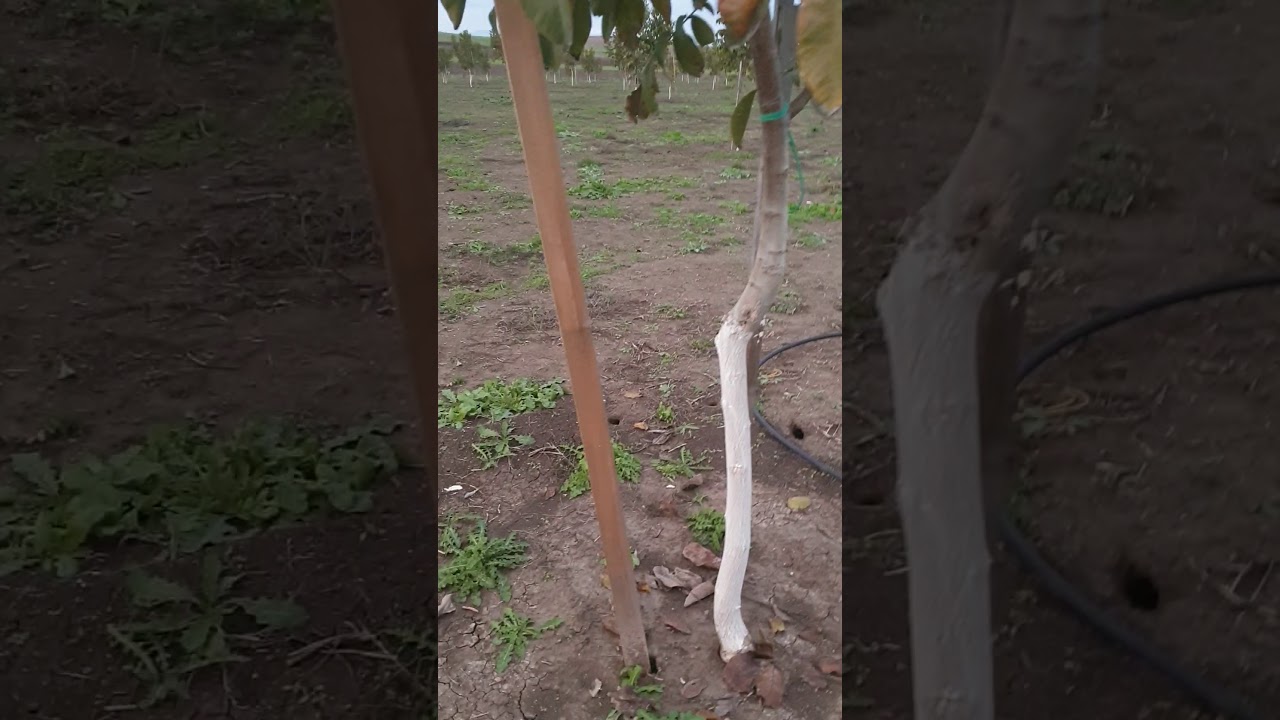 Καρυδιές chadler 2 ετών.