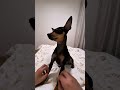 Tiny Chihuahua Getting Scratched So Good 🐶#ASMR #Chihuahua #DogShorts #CuteDog #SleepyDog #PetASMR