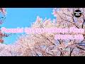 Peaceful Spring Ambience Piano Special MIX【For Work / Study】Restaurants BGM, Lounge Music, Shop