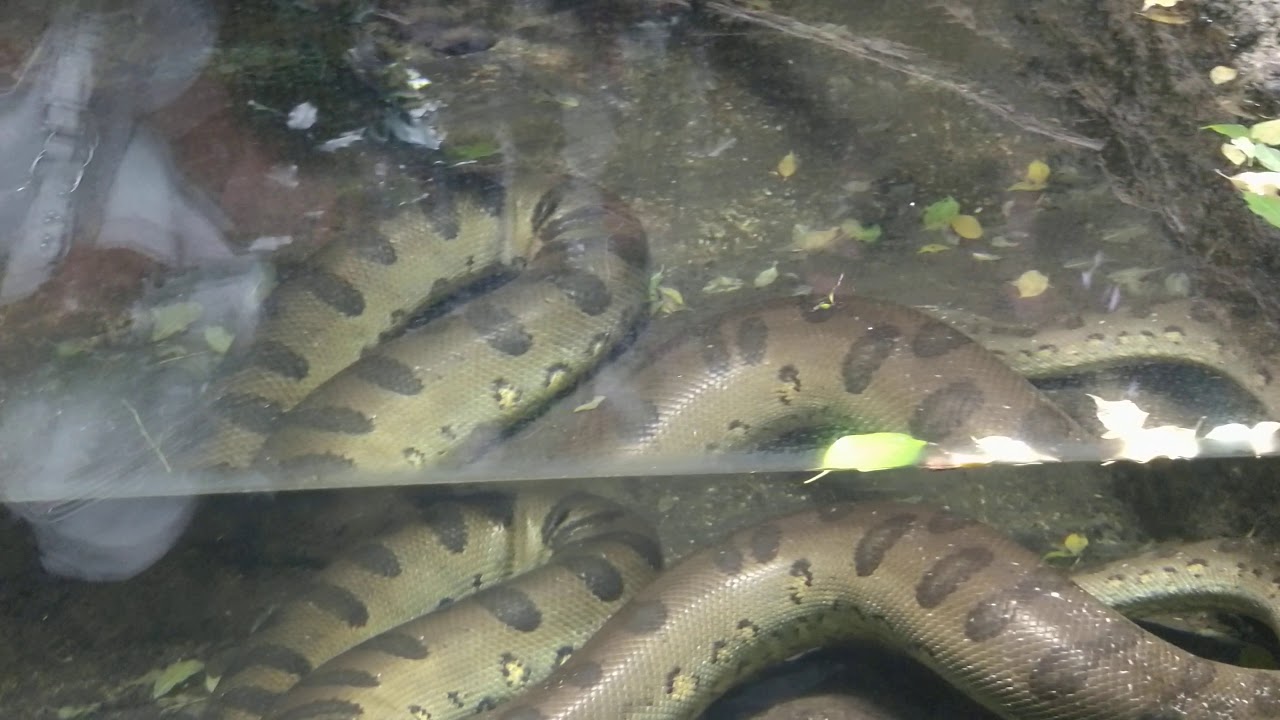 anaconda video you tube anaconda video you tube