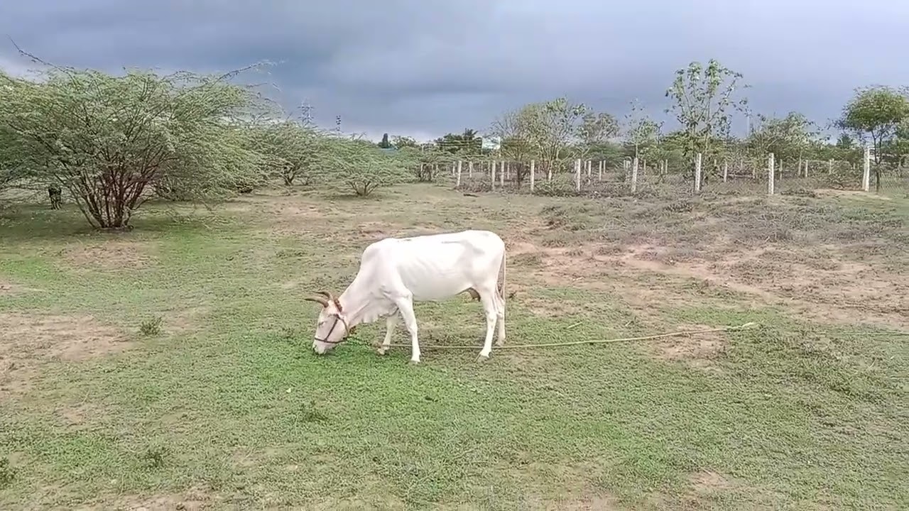 நாட்டு மாடுகள் எனக்கு கற்று கொடுத்த அனுபவம்