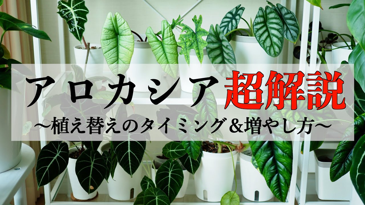 【アロカシア】植え替えのタイミングと増やし方を解説｜ハイドロボール2層式育成｜水耕栽培