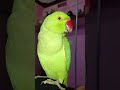 main mitthu 🦜🦜 #nonstoptalkingparrot #talkingparot
