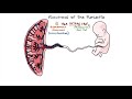 Ultrasound Imaging of the placenta: Part 1 Anatomy and ...