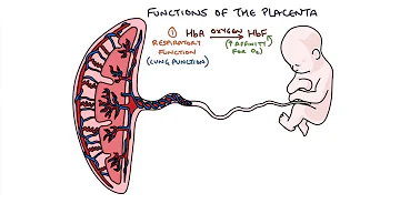 Hur bildas placenta?