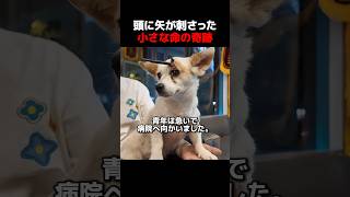 頭に矢が刺さった小さな命の奇跡 #犬,#保護犬,#捨て犬,#動物救助,#感動,#奇跡,#動物好きな人と繋がりたい,#犬のいる暮らし,#動物病院,#動物保護,#いのち,#犬好き,#感動する話