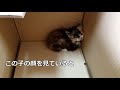 ㊗️53万回再生!!【保護猫】排水溝に落ちた子猫を保護しました[Protection cat] We protected kitten which fell in drainage