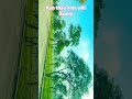 Beautiful Tea Garden || #kabu #travel #nature #beautiful #trending #viral