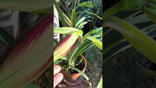 My Vintage Amaryllis Are Full Blooms