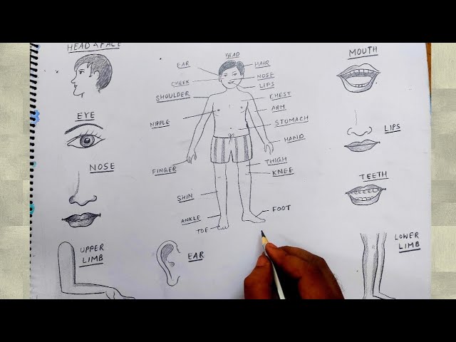 How To Draw Body Parts - Infoupdate.org