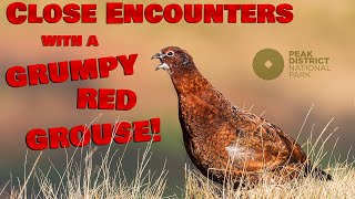 Territorial Wild Red Grouse Bird | Peak District