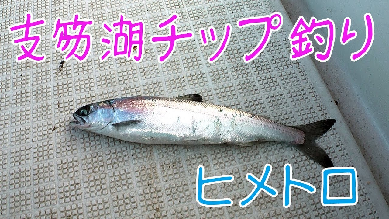 北海道支笏湖チップ釣り ヒメトロ Youtube