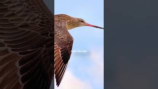 One bird flew across the planet nonstop #planetearth #dinosaurs #ourplanet #nature