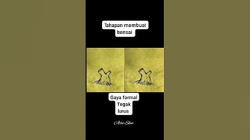 tahapan membuat bonsai gaya formal/tegak lurus
