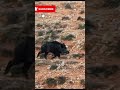 Fast Running Boar Shot 🎯 RunningBoar #BoarHunting #WildBoar #HuntingAction #OutdoorLife