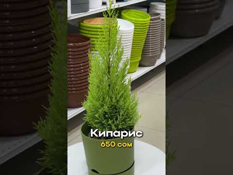 Комнатные растения для