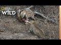 Hyena and Leopard Share a Meal—Before a Surprise Upsets Truce | Nat Geo Wild