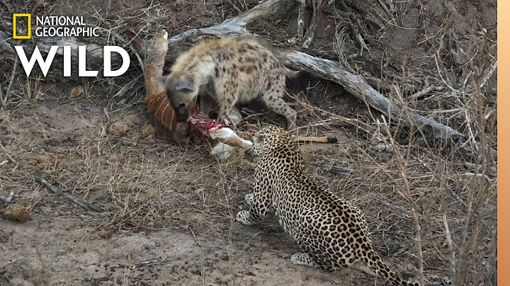 Hyena and Leopard Share a Meal—Before a Surprise Upsets Truce | Nat Geo Wild