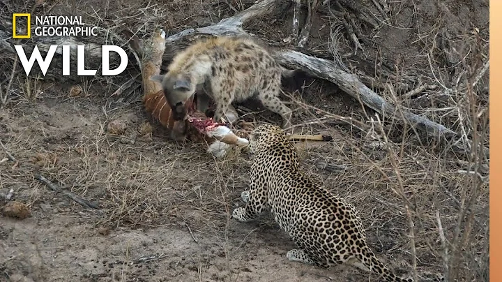 Hyena And Leopard Share A Meal—Before A Surprise Upsets Truce | Nat Geo Wild
