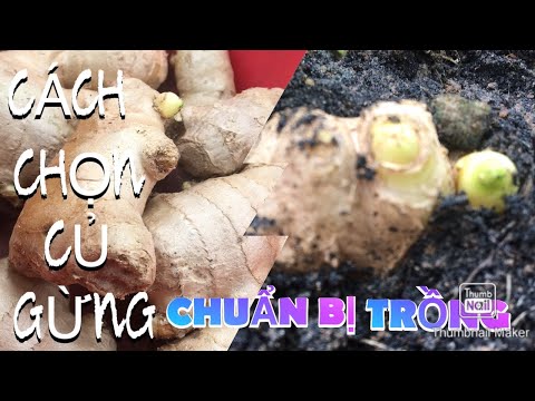 Video: Cách Chọn Gừng