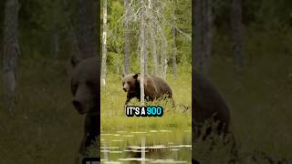 Why you should Fear A Grizzly bear! W/Joe rogan 🧐😤🤯 #shorts #joerogan