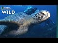 Sea turtles 101  nat geo wild