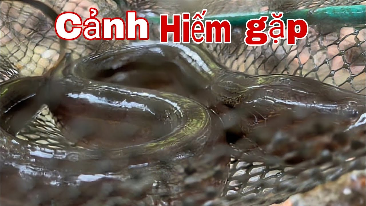 VỊT TRỜI BẤT NGỜ XUẤT HIỆN! Đi Thăm Lú Bình Thường Mà Gặp Cảnh Hiếm – Lươn Rắn Cũng Dính To!