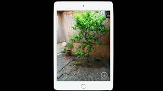AR landscaping of a backyard