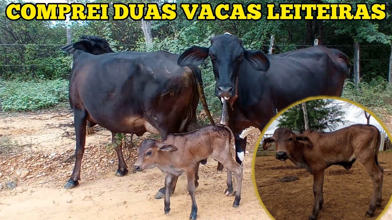 COMPREI DUAS VACAS LEITEIRAS - YouTube