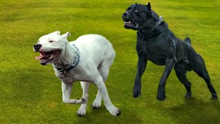 6 Aggresive Dog Breeds Can Defeat A Cane Corso In Hindi | Cane Corso Vs 6 Dogs Breeds - DOB