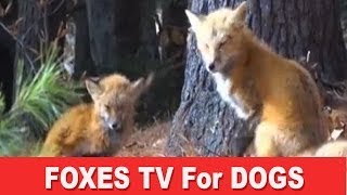 Fox TV - A Film for Dogs